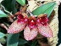 Bulbophyllum frostii x lobbii Black